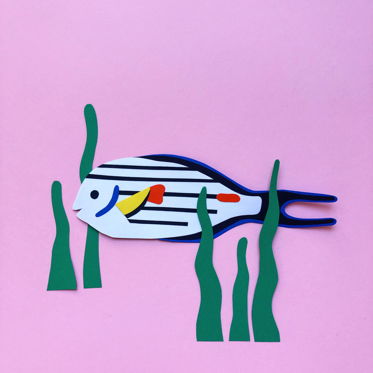 poisson-chirurgienzebre